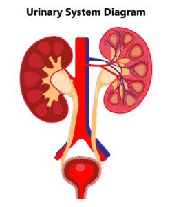 TVT surgery for urinary incontinence in Mumbai